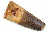 Fossil Spinosaurus Tooth - Feeding Worn Tip #373982-1